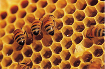 Grand Rapids Bee Control