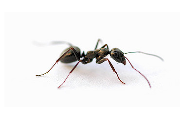 Grand Rapids Pest and Ant Control