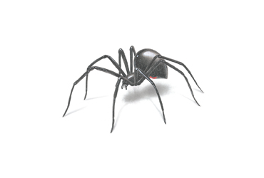 Grand Rapids, MI Pest Control