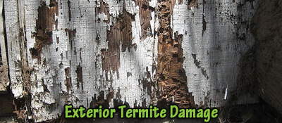 Grand Rapids Termite Control